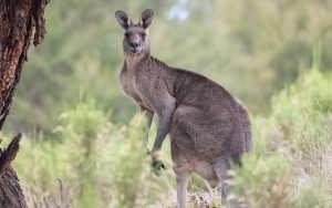 Serangan Kanguru di Australia Sebabkan Anak Usia 3 Tahun Alami Luka Robek Serius dan Syok