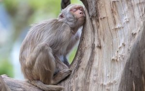 Monyet 'Albino' Langka Berkeliaran di Chon Buri, Mirip Legenda Raja Kera dari Tiongkok?