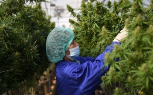 Sebagian Besar Masyarakat Thailand Gunakan Ganja Dalam Produknya, Legal?