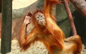 Penelitian Tunjukkan Orangutan Juga Gunakan Bahasa Gaul Untuk Komunikasi, Seperti Apa?