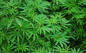 Viral Pria Lapor Polisi Usai Ditipu Beli Ganja Malah Dapat Tanaman Hias, Siapa yang Salah?