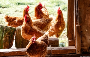 Iowa Musnahkan 1,5 Juta Ayam dan Kalkun Imbas Flu Burung