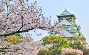 Setelah 2 Tahun, Warga Jepang Kini Bisa Kembali Menggelar Tradisi Menyaksikan Bunga Sakura 'Hanami'