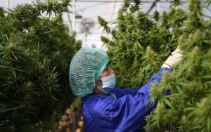 Thailand Impikan 'Pariwisata Ganja' Kelas Atas Usai Mariyuana Dilegalkan