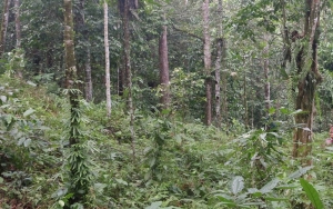 Mobil Nyasar Masuk Hutan di Brebes Dicurigai Ulah Makhluk Gaib, Polisi Ungkap Fakta Lain