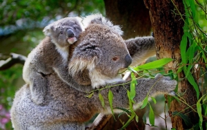 Ilmuwan Australia Punya Cara Radikal Selamatkan Koala dari Kepunahan