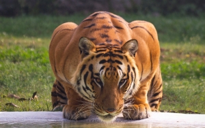 Petugas Kebun Binatang di Banjarnegara Tewas Diserang Harimau Saat Bersihkan Kandang