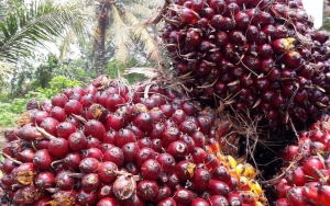 Respons Petani Sawit 'Vs' Pengusaha Soal Kebijakan Jokowi Larang Ekspor CPO