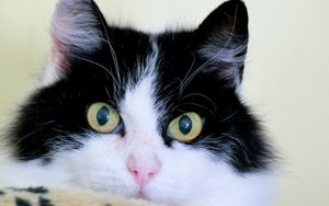 Alasan Wanita Asal London Ini Nekat Nikahi Kucing Peliharaannya Sendiri Bikin Geleng-geleng Kepala