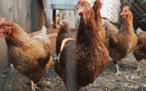 Kasus Pertama Infeksi Flu Burung Varian H3N8 Pada Manusia Dilaporkan Muncul di Tiongkok