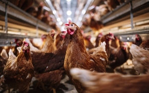 Amerika Serikat Laporkan Kasus Flu Burung H5 Pertama Pada Manusia