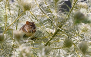 Apakah Tikus Kota Bisa Picu Pendemi di Masa Depan? Begini Menurut Studi Terbaru