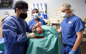 Ditemukan Virus Dalam Jantung Babi yang Digunakan Untuk Transplantasi Manusia Pertama Kali