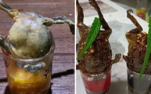 Menu 'Bullfrog Shot' Viral di Thailand, Departemen Kesehatan Wanti-wanti Soal Kandungan Parasit
