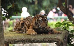Satwa Juga Butuh Libur, Kebun Binatang Ragunan Tutup 1 Hari