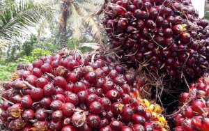 Petani Bingung Hadapi Harga Sawit yang Anjlok, Plt Dirjen Perdagangan Luar Negeri: Masih Kami Amati