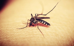 20 Warga Bima Alami Demam Hingga Kaku Seluruh Badan, Serangan Chikungunya Kembali