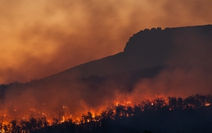 Saat Cuaca Makin Panas Akibat Global Warming, Ancaman Kebakaran Hutan Juga Mengintai