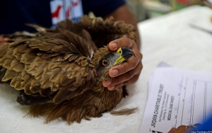 Suhu Panas di India Capai Rekor, Burung-Burung Sampai Berjatuhan Karena Dehidrasi