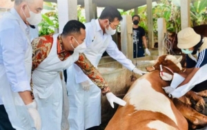 Belum Ada Vaksin, Peternak Obati Hewan Terjangkit PMK Dengan Cara Sendiri