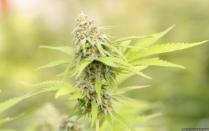 Thailand Sebar 1 Juta Bibit Tanaman Ganja ke Rumah Tangga, Warga Bisa Menanam Sesuka Hati