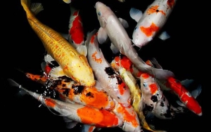 Ribuan Ikan di Sungai Brantas Mati Massal, Ecoton Minta Warga Waspada