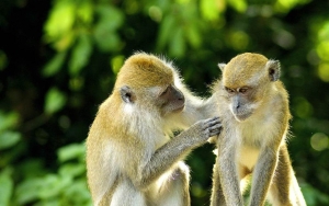 Thailand Laporkan Puluhan Kasus Malaria dari Monyet ke Manusia