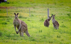 Klub Golf di Queensland Tutup Usai Kanguru Terobos Masuk dan Menyerang