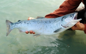 Air Laut Memanas Sebabkan Ikan Salmon Mati, Produsen Utama Selandia Baru Akan Tutup Peternakannya