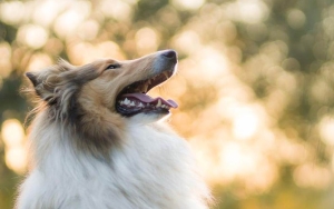 Ingin Jadi Anjing, Pria Asal Jepang Sampai Rela Buat Kostum Collie Seharga Rp230 Juta
