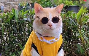 Kucing Pororo Ketemu di Tempat Tak Terduga, Perjuangan Penyelamatan Tuai Haru