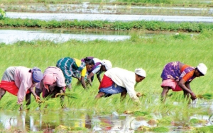 Hadapi Masalah Pupuk, Sri Lanka Minta Petani Tanam Lebih Banyak Padi di Tengah Ancaman Krisis Pangan