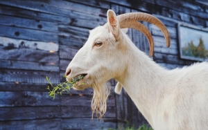 Video Pernikahan Pria Dengan Kambing di Gresik Viral, Pengunggah Konten Akhirnya Klarifikasi