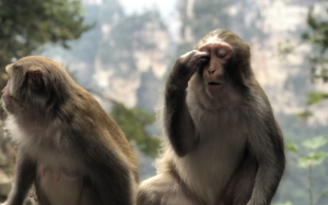 Puluhan Ribu Kera di Thailand Juga Ikuti Tes Cacar Monyet, Apa Hasilnya?