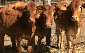 Gejolak Harga Sapi Akibat Wabah PMK, di Pamekasan Turun Hingga Rp 5 Juta