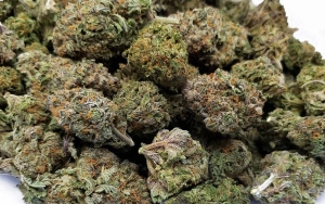 Aturan Dilonggarkan, 16 Ton Ganja Sitaan Akan Dikembalikan ke Pelanggar Narkoba di Thailand