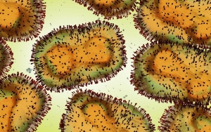 CDC Ungkap Ada Perbedaan Gejala Cacar Monyet Dengan Negara Endemik, Duga Tak Terdiagnosis