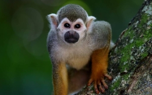 Kemunculan 'Monyet Hybrid Misterius' di Malaysia Diduga Akibat dari Hilangnya Habitat