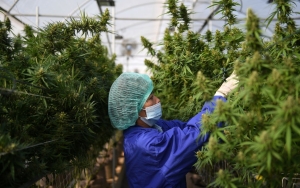 Pria Di Thailand Dilaporkan Meninggal Usai Konsumsi Ganja Di Tengah Kelegalan, Menkes Beri Pembelaan