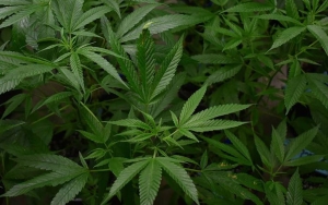 Muncul Truk Pop-up Jual Ganja di Bangkok, Terbukti Populer di Kalangan Turis?