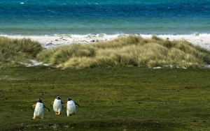 Ratusan Bangkai Penguin Terdampar di Selandia Baru, Dampak Perubahan Iklim?