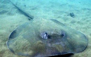 Penduduk Desa di Kamboja Temukan Ikan Pari Seberat 300 Kg, Jadi Ikan Air Tawar Terbesar di Dunia