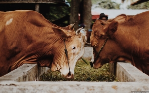 Bukan Vaksin, Sapi di Probolinggo Ini Sembuh dari PMK Usai Diberi Ramuan Warisan Leluhur