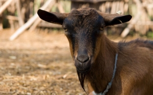 Heboh 97 Bangkai Kambing Terjangkit PMK Dibuang ke Sungai Serang Semarang, Berasal dari Sumatera?