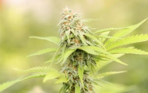 Kaji Legalisasi Ganja Medis di Indonesia, DPR Bakal Dengar Pendapat Dokter-Farmakologi