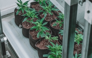 Menilik Alasan Indonesia Tak Mau Legalkan Ganja Meski Banyak Yang Membutuhkan