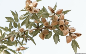 Panen Almond Australia Terancam Kacau Buntut Wabah yang Menyerang Lebah
