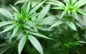 Petani Dikhawatirkan Tak Ada yang Mau Tanam Buah dan Sayuran Jika Ganja Medis Dilegalkan