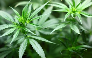 Polri Ikut Pertegas Larangan Konsumsi Ganja untuk Kesehatan di Indonesia