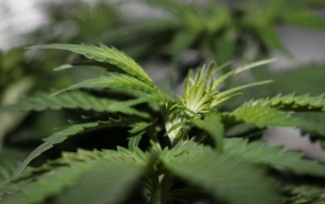 MUI Akan Kaji Fatwa Terkait Legalisasi Ganja Medis: Bisa Saja Dibolehkan